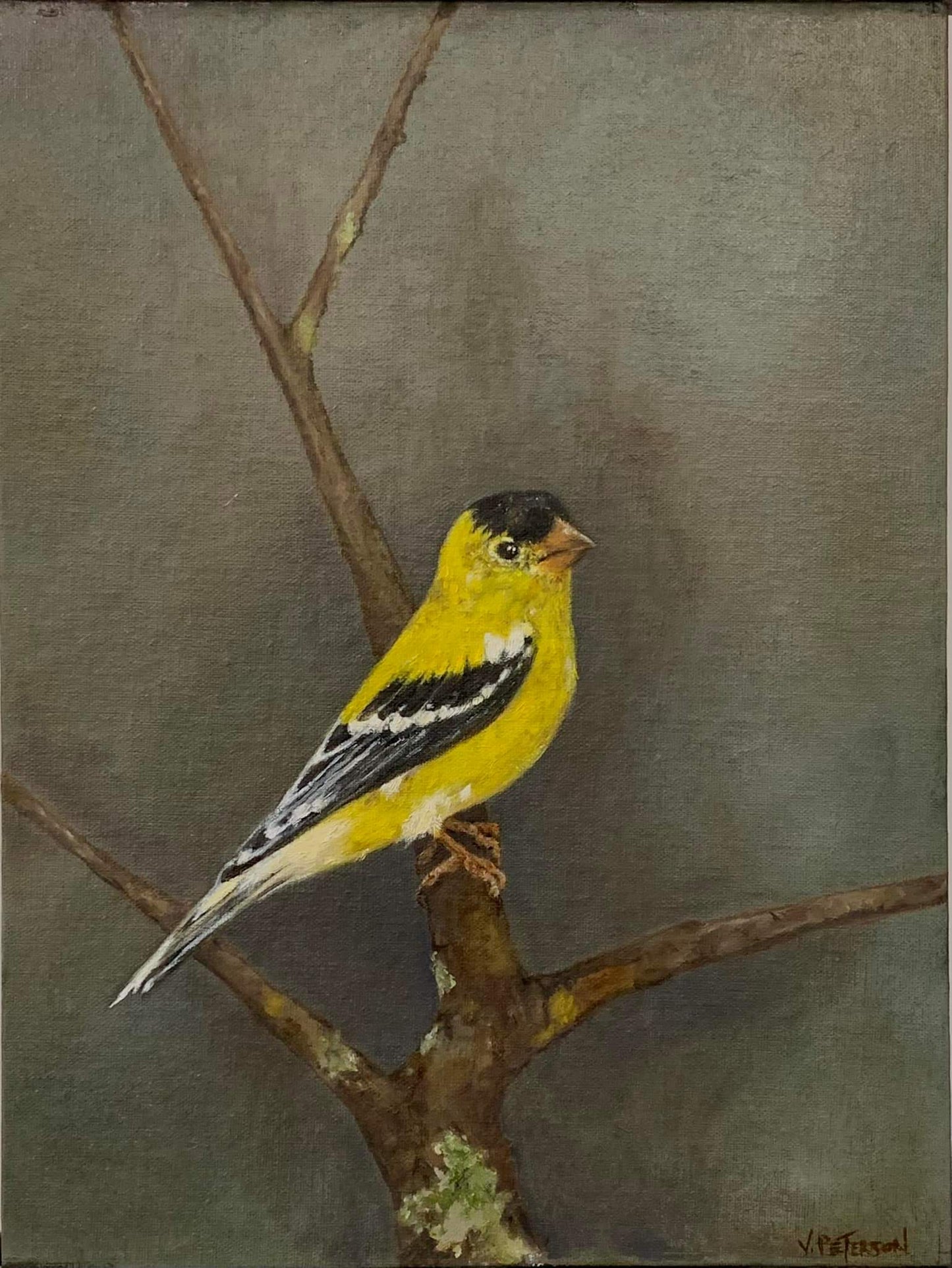 American Goldfinch Art Print